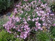 декоративные садовые цветы розовые Акантолимон фото, описание, выращивание и посадка, уход и полив