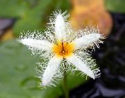 balts Zieds Peldošs Sirds, Ūdens Bārkstis, Dzeltens Ūdens Sniegpārsla (Nymphoides) foto