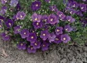 декоративные садовые цветы фиолетовые Нирембергия фото, описание, выращивание и посадка, уход и полив