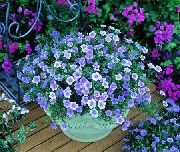 декоративные садовые цветы голубые Нирембергия фото, описание, выращивание и посадка, уход и полив