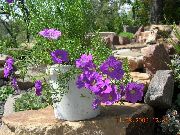 декоративные садовые цветы сиреневые Нирембергия фото, описание, выращивание и посадка, уход и полив