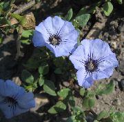 декоративные садовые цветы голубые Нолана фото, описание, выращивание и посадка, уход и полив