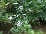 декоративные садовые цветы белые Орлайя фото, описание, выращивание и посадка, уход и полив