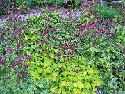 декоративные садовые цветы фиолетовые Аквилегия фото, описание, выращивание и посадка, уход и полив