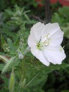 biela Kvetina Biely Iskerník, Svetlo Pupalkový (Oenothera) fotografie