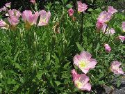roz Floare Buttercup Alb, Evening Primrose Pal (Oenothera) fotografie