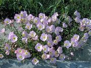 декоративные садовые цветы розовые Энотера красивая фото, описание, выращивание и посадка, уход и полив