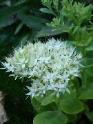 alb Floare Stonecrop Arătos (Hylotelephium spectabile) fotografie