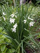 Κρίνος St Του Bruno λευκό λουλούδι