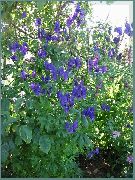 декоративные садовые цветы синие Аконит клобучковый фото, описание, выращивание и посадка, уход и полив