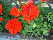 S Kapucí-List Pelargonie, Pelargonium Strom, Wilde Malva červená Květina