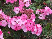 粉红色 花 连帽叶香叶，天竺葵树，王尔德马尔瓦 (Pelargonium) 照片