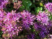 декоративные садовые цветы сиреневые Очиток (Седум) фото, описание, выращивание и посадка, уход и полив