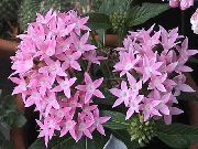 garden flowers pink Egyptian star flower, Egyptian Star Cluster Pentas  photos, description, cultivation and planting, care and watering