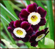 bordeaux  Sleutelbloem (Primula) foto