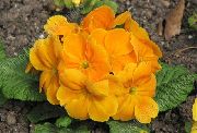 Primel orange Blume