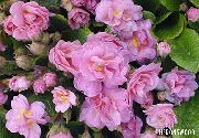 rosa Blomma Primrose (Primula) foto