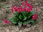 vermelho Flor Prímula (Primula) foto