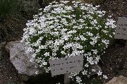 blanc Fleur Thymeleaf Sandwort, Mousse D'irlande, Minuartie (Arenaria) photo