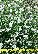 თეთრი ყვავილების Tunicflower (Petrorhagia) ფოტო