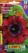garden flowers claret Petunia Petunia photos, description, cultivation and planting, care and watering