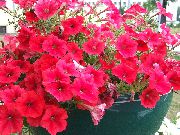Petunia წითელი ყვავილების