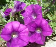 Petunia purpurowy Kwiat