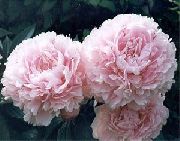 roze Bloem Pioen (Paeonia) foto