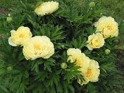 gul Blomst Peon (Paeonia) bilde