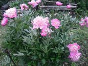 roze Bloem Pioen (Paeonia) foto