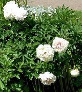 valkoinen Kukka Pioni (Paeonia) kuva