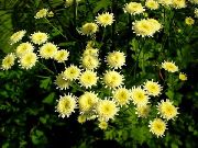 Malt Daisy, Golden Fjær, Golden Feverfew gul Blomst