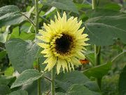 žlutý Květina Slunečnice (Helianthus annus) fotografie