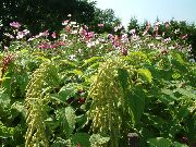 декоративные садовые цветы зеленые Амарант хвостатый фото, описание, выращивание и посадка, уход и полив