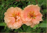 rosa Fiore Pianta Sole, Portulaca, Muschio Rosa (Portulaca grandiflora) foto
