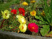 rdeča Cvet Ne Rastlina, Portulaca, Rose Mah (Portulaca grandiflora) fotografija
