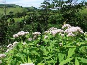 Μοβ Joe Pye Ζιζανίων, Γλυκό Joe Pye Ζιζανίων λευκό λουλούδι