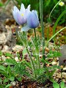 světle modrá Květina Koniklec Velkokvětý (Pulsatilla) fotografie