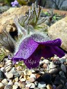 purpurs  Pasque Zieds (Pulsatilla) foto