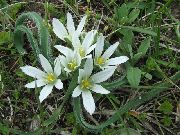 Αστέρι-Του-Βηθλεέμ λευκό λουλούδι