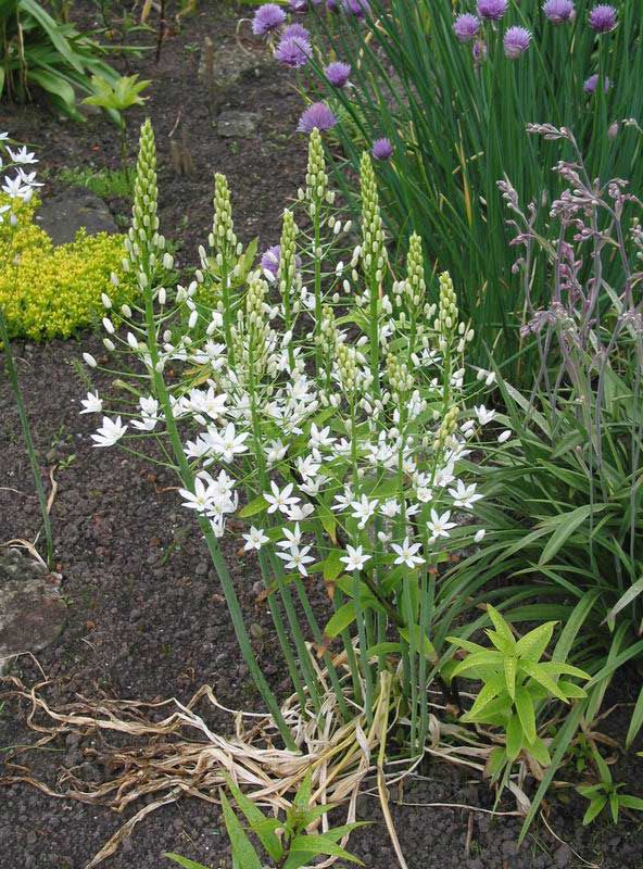 Flor Estrella-De-Belén (Ornithogalum) foto, características y siembra,  cuidado y creciente. Color de la flor: blanco