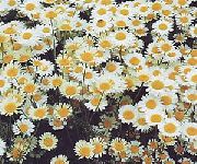Papatya Çim, Roman Papatya beyaz çiçek