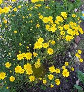 Rumian Żółty (Antemis) żółty Kwiat