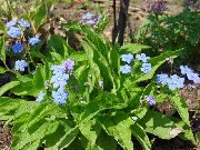 Navelwort, Mavi Gözlü-Mary, Unutma Beni Değil Sürünen açık mavi çiçek