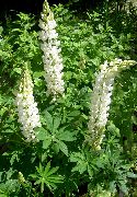 თეთრი ყვავილების Streamside ლუპინსა (Lupinus) ფოტო