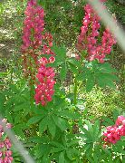 წითელი ყვავილების Streamside ლუპინსა (Lupinus) ფოტო