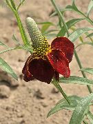 Mexickej Klobúky, Sivá Čele Echinacea, Vzpriamene Prérie Echinacea, Žlté, Červené Klobúky Echinacea červená Kvetina