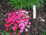 декоративные садовые цветы розовые Родогипоксис фото, описание, выращивание и посадка, уход и полив