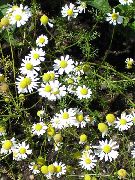 декоративные садовые цветы белые Ромашка аптечная фото, описание, выращивание и посадка, уход и полив