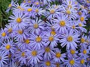 декоративные садовые цветы голубые Амеллюс фото, описание, выращивание и посадка, уход и полив
